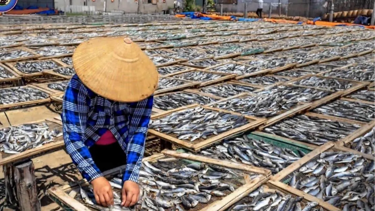 মাছ রফতানিতে বড়সড় লক্ষ্যমাত্রা রাজ্যের, সুন্দরবনে গড়ে উঠবে ইলিশ হাব