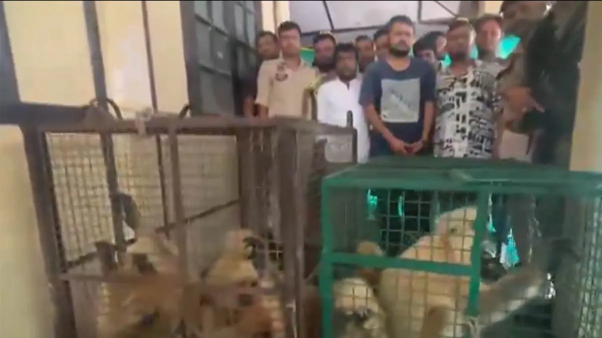 অসম পুলিশের অভিযানে রক্ষা পেল ৮ বিলুপ্তপ্রায় লেঙ্গুর
