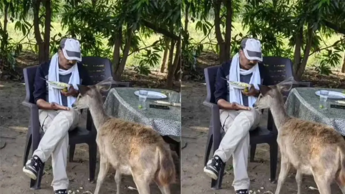 সাম্বার হরিণকে পোহা খাওয়াতে সাসপেন্ড ফরেস্ট অফিসার, ভোপালে চাঞ্চল্য