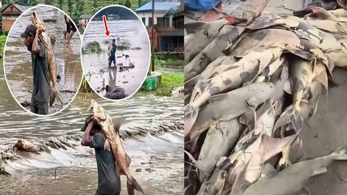 নেপাল থেকে আসা বন্যার জলে ভেসে এল ‘অচেনা’ মাছ, খেয়ে অসুস্থ বহু; বিহারে লাল সতর্কতা