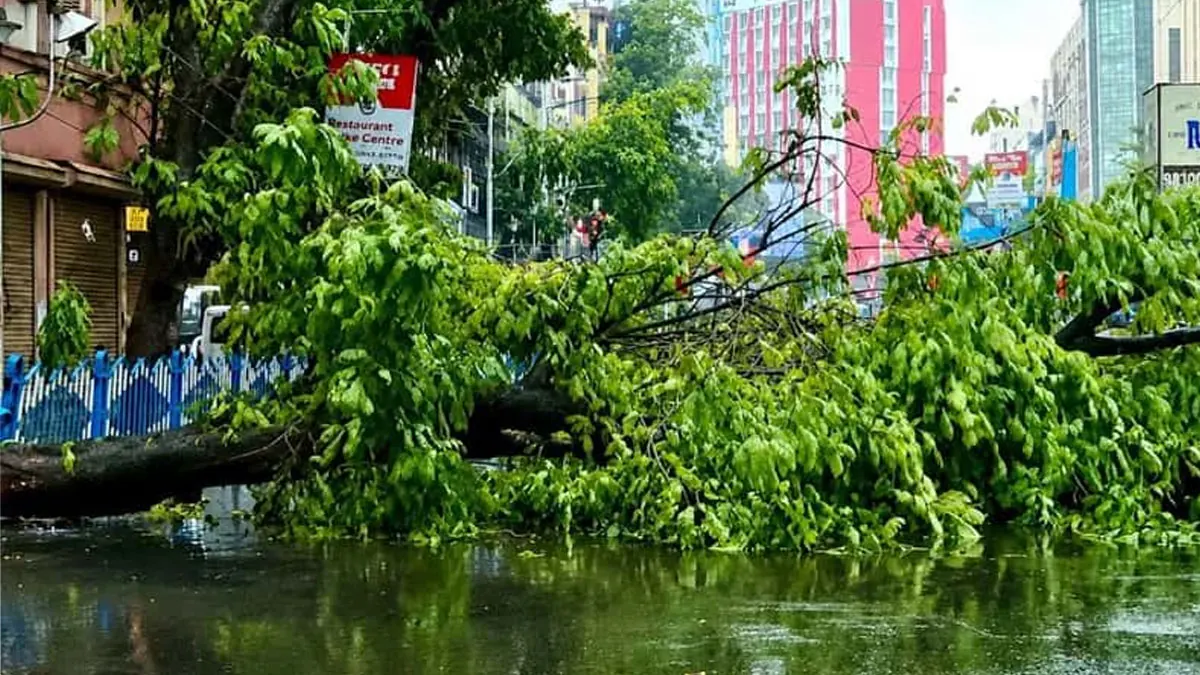 চাঁদনি চকে গাছ ভেঙে বিপর্যস্ত যান চলাচল, বন্ধ সেন্ট্রাল অ্যাভিনিউ